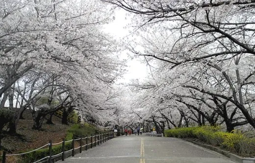 SK인천석유화학 벚꽃동산 전경