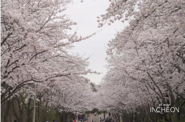 인천대공원 벚꽃